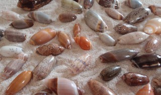 贝壳螺丝的硬壳属于什么垃圾 螺蛳壳属于什么垃圾