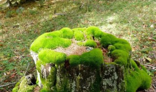 苔藓形态特征 苔藓植物形态特征