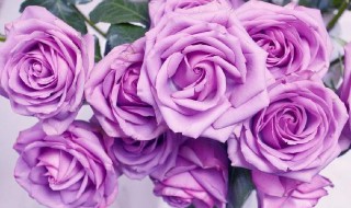 紫色玫瑰花叫什么名字（紫色玫瑰花叫什么名字?）