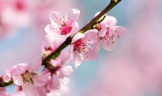 桃花杏花梨花的开花顺序是啥（桃花梨花菜花的开花顺序）