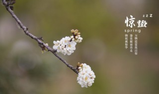 节气惊蛰怎么读（24节气惊蛰怎么读）