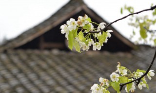 清明节传统节日风俗活动（清明节传统节日风俗活动作文）