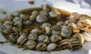 煮蜗牛怎么做好吃 水煮蜗牛怎么做好吃