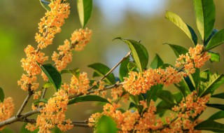 桂花叶子干枯怎么急救 桂花枝干枯怎么急救