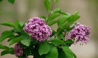 丁香花叶子发黄怎么办（丁香花叶子发黄是怎么回事）