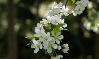 海棠花枯萎了怎么办（海棠花叶子枯了怎么办）