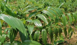 黄精怎么种植才好 黄精怎么种植一种黄精种植方法