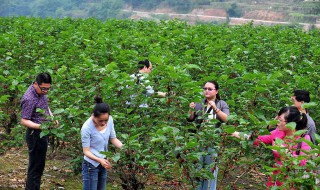 果桑种植的利润怎么样 种植长果桑一年每亩利润多少