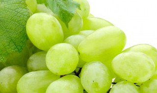 谁知道鲜葡萄怎样保存能保存多久 新鲜葡萄能保存多久