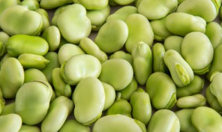 蚕豆适合在树荫下种植吗 蚕豆适宜的生长环境