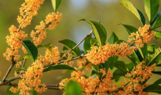 桂花树上可以嫁接其它果树吗（桂花树可以嫁接果树吗?）