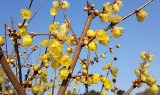 腊梅花怎么种植 腊梅花如何种植