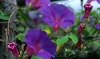 牵牛花怎么种植 牵牛花怎么种植怎么养的过程