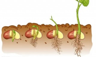 生长豆怎么养才能变长 怎么养生长豆才能长得很大