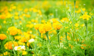 金盏菊什么时候开花（金盏菊在什么时候开花）