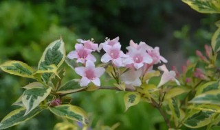 锦带花什么时候开花 花叶锦带什么时候开花