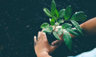 植物也会吃肉吗 哪种植物也是吃肉的