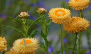 麦秆菊什么时候开花（麦秆菊花期）