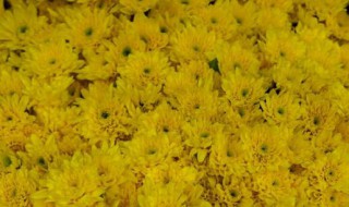 菊花有花粉吗金丝菊是什么品种 菊花有花粉吗金丝菊是什么品种的