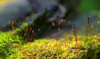 如何培植苔藓（盆栽苔藓怎样培养）