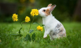 兔子为什么会吃幼崽 兔子会吃幼崽吗