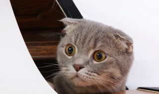 猫的瞳孔为什么会变大变小（猫的瞳孔为什么会变大变小?）