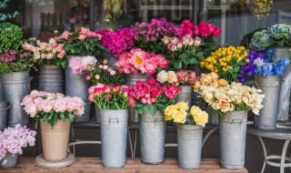 风信子一年开几次花（风信子多长时间开一次花）