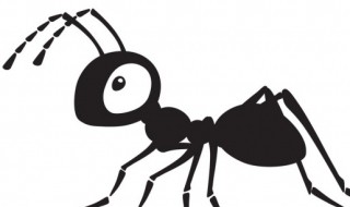 为什么蚂蚁要爬到喜鹊的身上（喜鹊和蚂蚁）