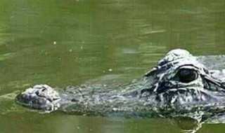 鳄鱼在捕食时为什么会流眼泪 鳄鱼在吃掉动物时会流眼泪