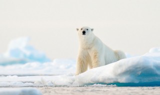 为什么说白熊是北极动物之王（北极熊号称什么他之所以是白色的是因为什么）