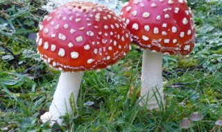 越鲜艳的蘑菇越有毒吗（为什么越鲜艳的蘑菇越有毒）