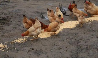 为什么鸡吃小石子 为什么小鸡会吃石子