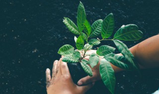 为什么说植物也会讲话（植物为什么不会讲话）