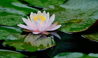 水生植物为什么能在水中生活 水生植物之所以能够生活在水里