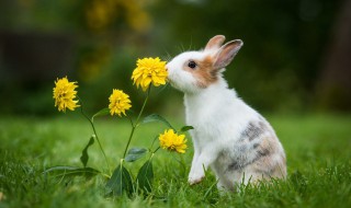 兔子怎么样才能养好 怎样养兔子才能把兔子养好