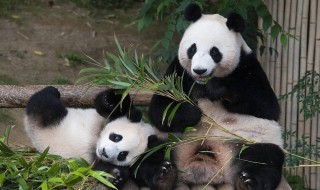 威胁大熊猫生存的原因有哪些呢 威胁大熊猫生存的原因有哪些呢英文