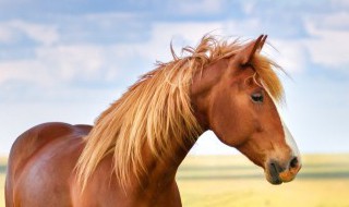 为什么马的耳朵时常摇动（马的耳朵会转动吗）