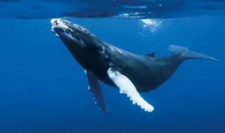 为什么鲸在海水中会喷出水柱（鲸鱼为何常在水面上喷出水柱）