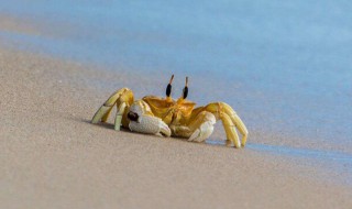 为什么螃蟹横着走路 为什么螃蟹横着走路视频讲解