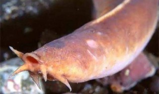 为什么盲鳗可以吃比它大得多的鱼（盲鳗是鱼吗）