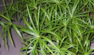 盆栽水竹的养殖方法（水培竹怎么养）