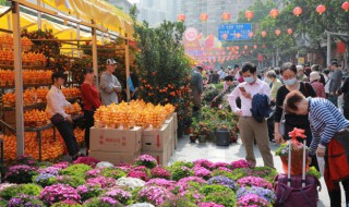 盆栽迎春花的养殖方法（迎春花的养护与种植方法）