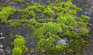 如何去除苔藓 如何去除苔藓里的虫子