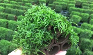 苔藓用什么肥（苔藓用什么肥长根）