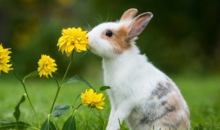 软萌可人眉清目秀的宠物兔兔的名字 兔子宠物名字大全可爱