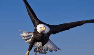 为什么鹰能从高空发现地面的小猎物 为什么鹰能从高空发现地面的小猎物不能飞