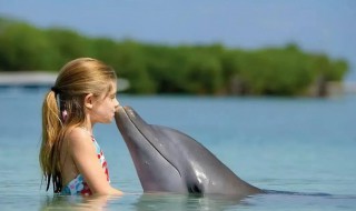 为什么海豚能救人 为什么海豚可以救人