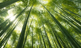 竹子种植方法和注意事项 地栽竹子养殖方法和注意事项