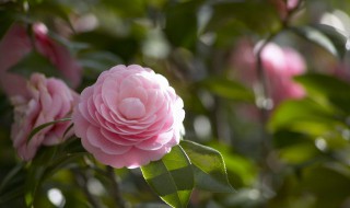 狗牙花养殖方法 狗牙花用什么花盆