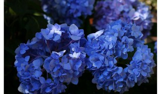 蓝色的花有哪些及花名（蓝色花的名字叫什么）
